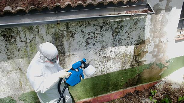 Trusted Mold Testing service in Alexandria, VA - Cheap Mold Removal